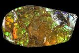 Iridescent Ammolite (Fossil Ammonite Shell) - Alberta, Canada #114233-1